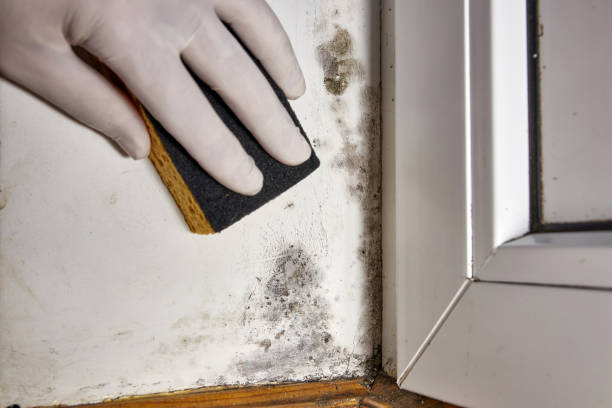 Sugar Grove, IL Mold Removal Company
